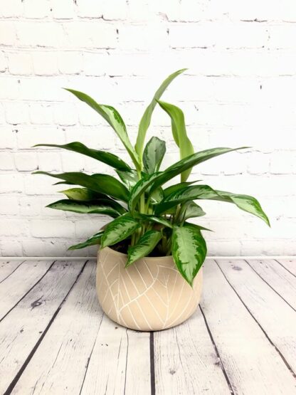 Aglaonema Silver – Image 3