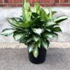 Aglaonema Silver