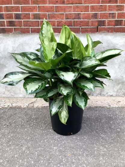 Aglaonema Silver