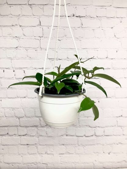 Hoya carnosa suspendu 6’’