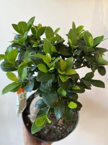 Ficus retusa 8"