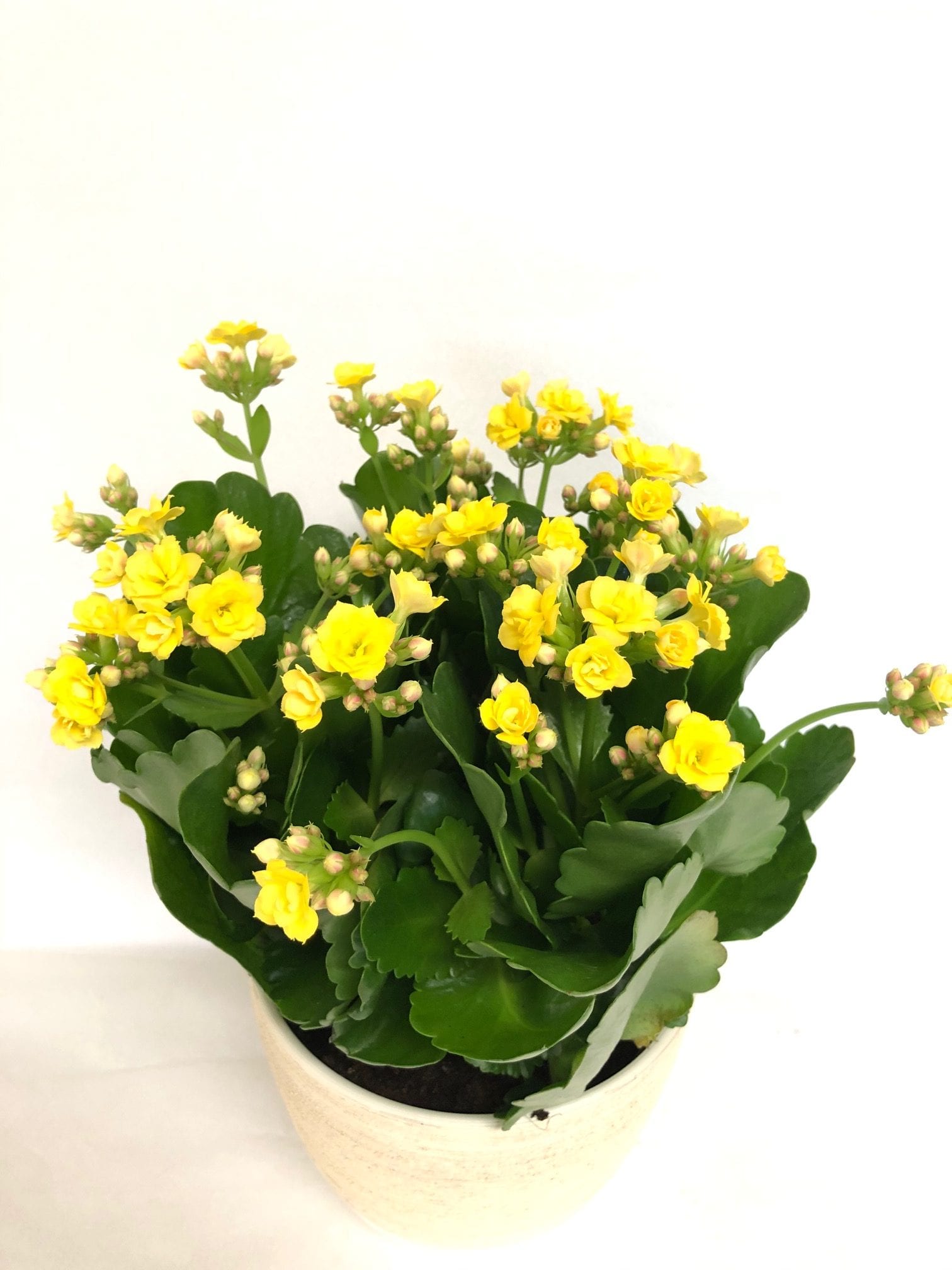 Kalanchoe 6"