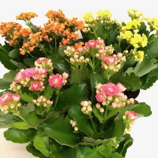 Kalanchoe 6"