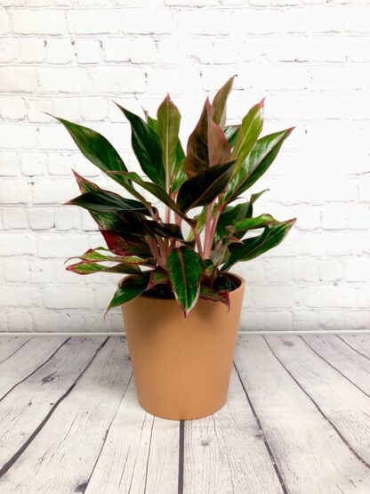 Aglaonema Siam 5’’