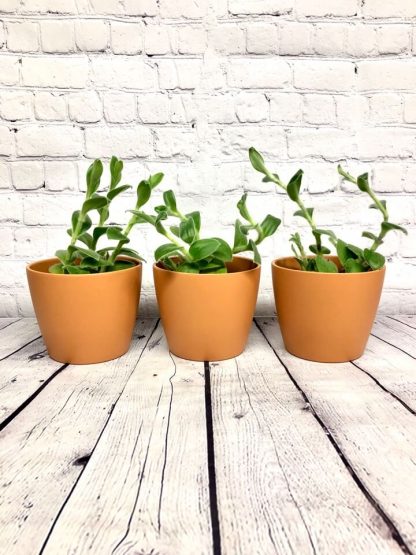 Tradescantia sillamontana 4"
