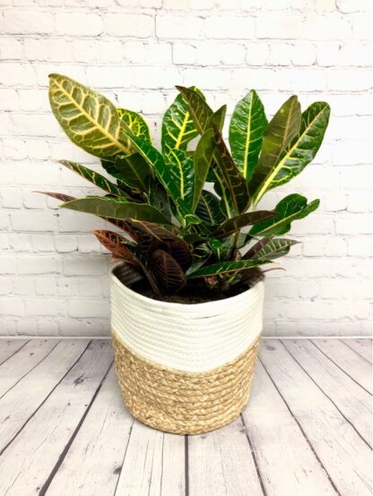 Croton Petra 10’’