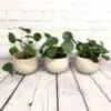 Pilea Peperomioïdes