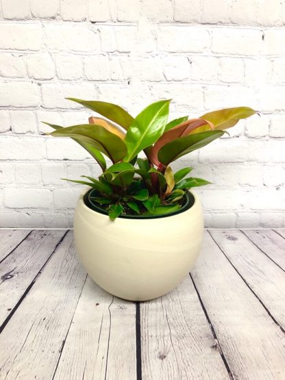 Philodendron prince d’orange 6"