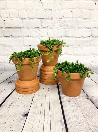 Senecio teardrops - string of beads