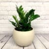 Zamioculcas Zamiifolia / ZZ plant – Image 2