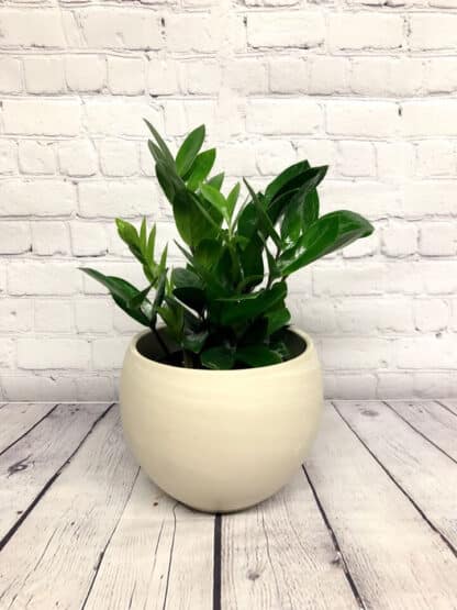 Zamioculcas Zamiifolia / ZZ plant – Image 2