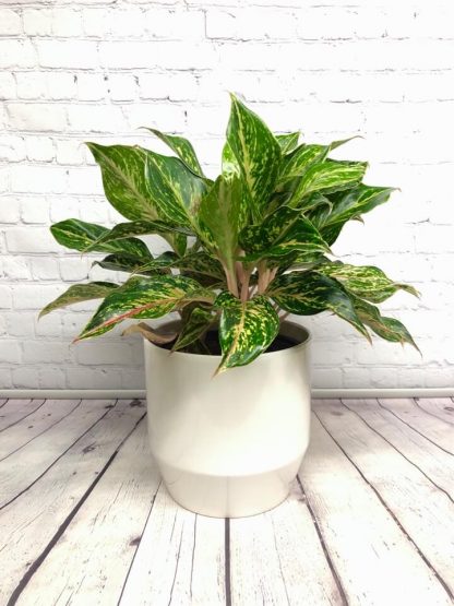 Aglaonema Sparkling Sarah 8"