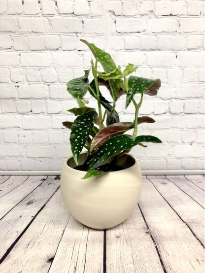 Bégonia maculata 6"