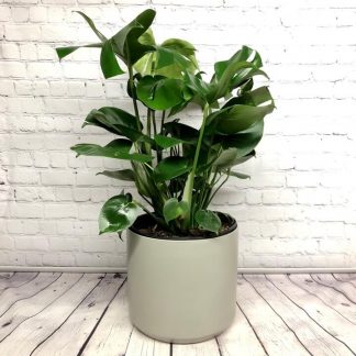 Monstera Deliciosa 8’’