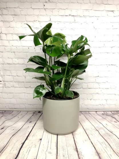 Monstera Deliciosa 8’’