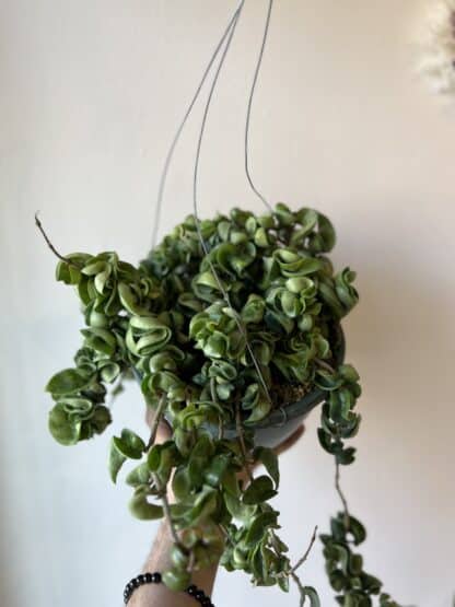 Hoya Hindu rope 8"