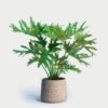 Philodendron Selloum 8’’