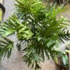 Philodendron Selloum 8’’ – Image 2