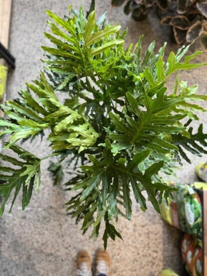 Philodendron Selloum 8’’ – Image 2