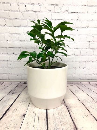 Citronnier 1 Gallon