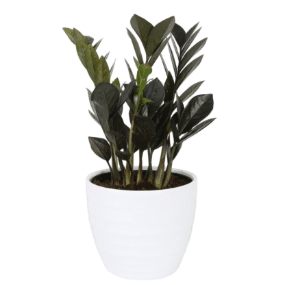 Zamioculcas zamifolia Raven 6’’