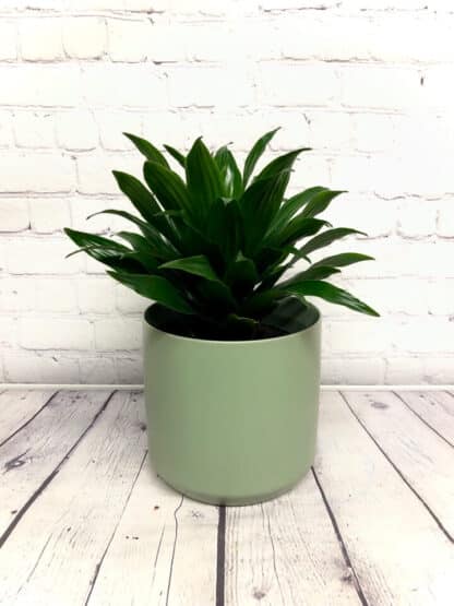 Dracaena Janet Craig 6’’
