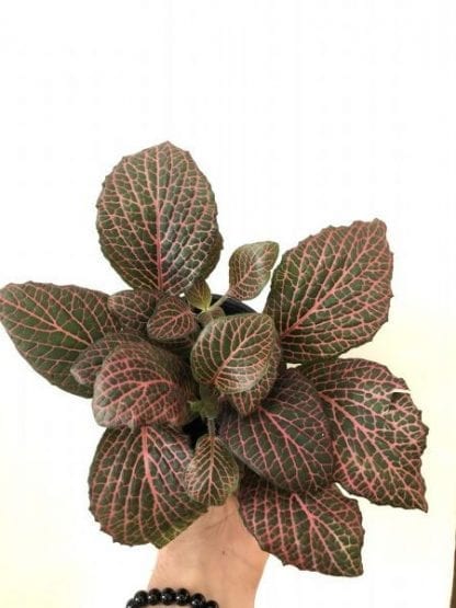 Fittonia rouge 4"