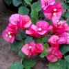Bougainvillea 10" – Image 2