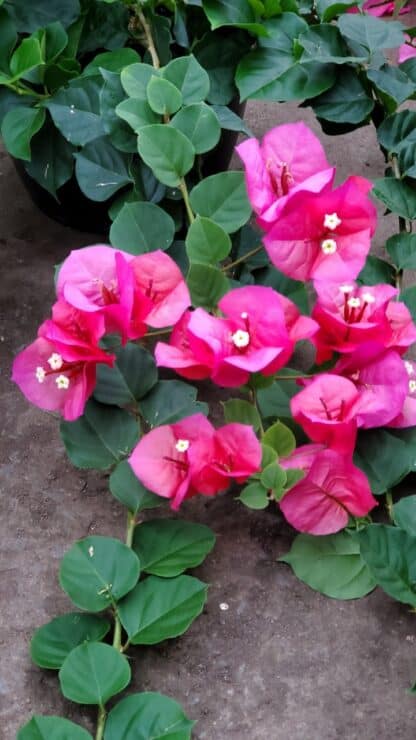 Bougainvillea 10" – Image 2