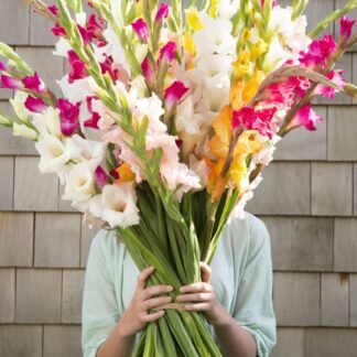 Glaïeul au choix du fleuriste