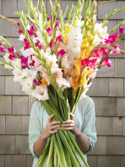 Glaïeul au choix du fleuriste