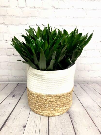 Dracaena Janet Craig 10’’