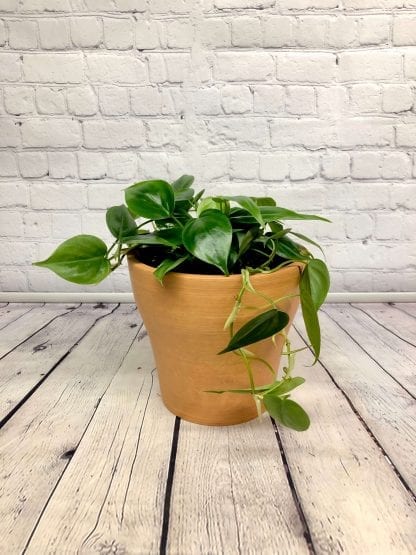 Philodendron Cordatum 6’’