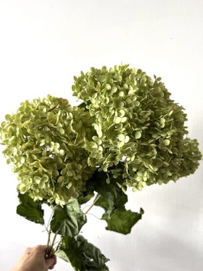 Hortensias vert du Québec séchés