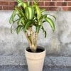 Dracaena Massangeanna 10’’
