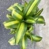 Dracaena Massangeanna 10’’ – Image 2