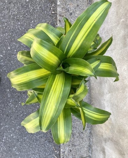 Dracaena Massangeanna 10’’ – Image 2