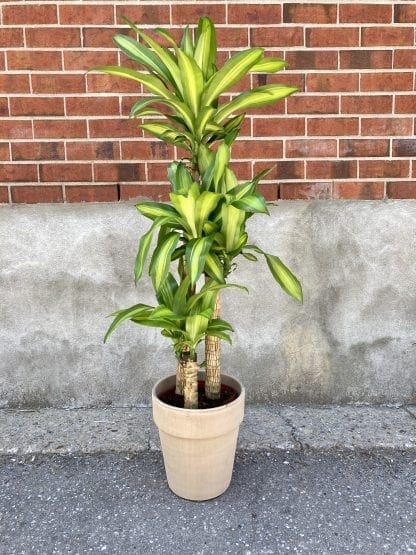 Dracaena 3 troncs 10’’