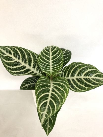 Aphelandra
