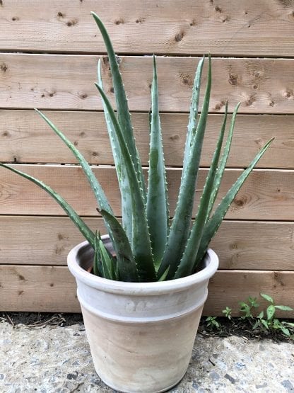 Aloe Vera 10"