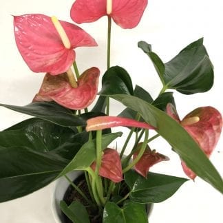 Anthurium Rose