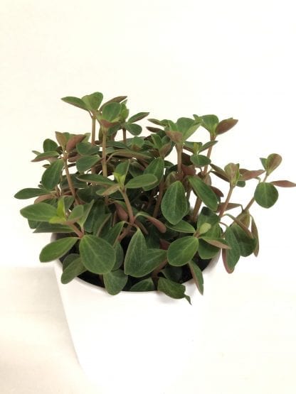 Peperomia red twist  4"