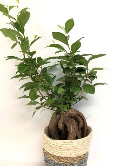 Ficus ginseng 6"