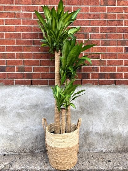 Dracaena mass canne 12’’