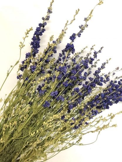 Delphinium séché