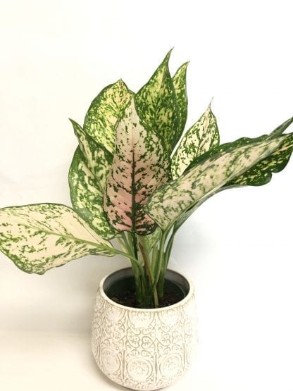 Aglaonema Etta Rose 5"
