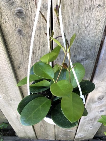 Hoya Australis Lisa  Panier suspendu 6"