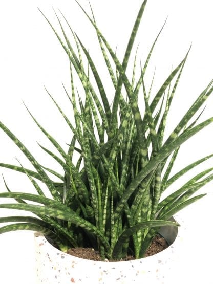 Sansevière 6" fernwood mikado – Image 2