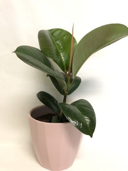 Ficus elastica melany 3.5"