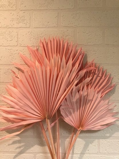 Feuille de palmier séchée Rose